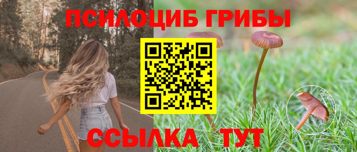Тавда  Галлюциногенные грибы Psilocybine cubensis  Вход с VPN 